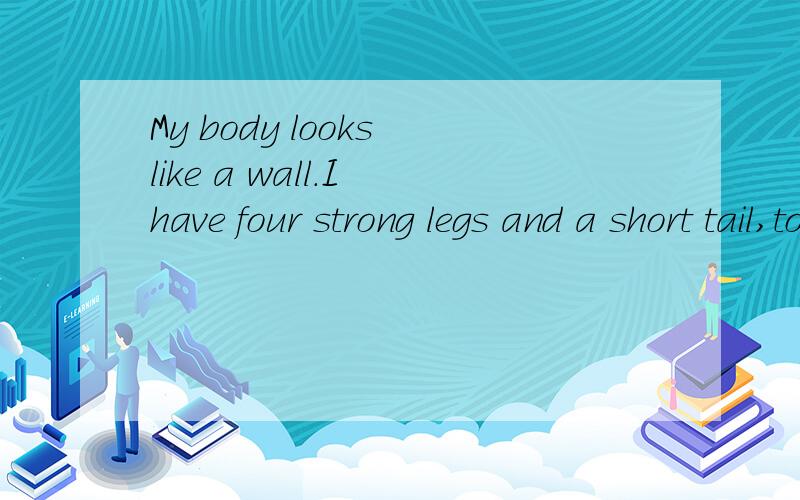 My body looks like a wall.I have four strong legs and a short tail,too.